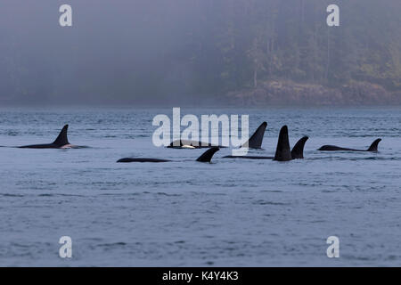 Northern resident killer whales in resting line in front of Plumper Islands off Vancouver Island, British Columbi, Canada, Stock Photo