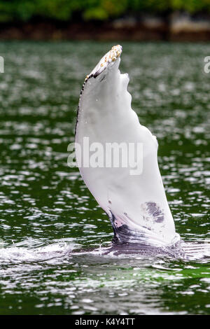 Humpback whale (Megaptera novaeangliae) flipper waving in Broughton Archipelago Provincial Marine Park off Vancouver Island, British Columbia, Canada. Stock Photo