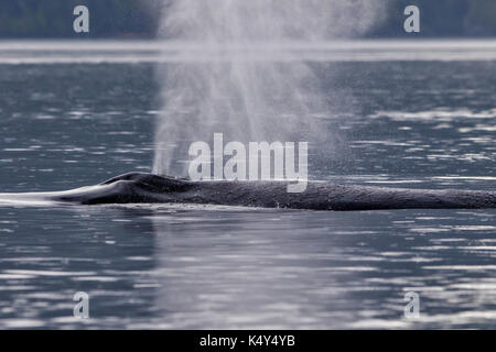 Humpback whale (Megaptera novaeangliae) flipper waving in Broughton Archipelago Provincial Marine Park off Vancouver Island, British Columbia, Canada. Stock Photo