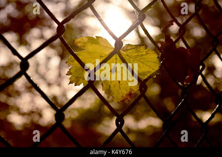 Fallen leaf caught on fence, photographed at Edinburgh Zoo Stock Photo