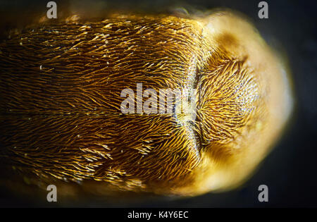 Common bed bug Cimex lectularius underside - permanent slide plate under high magnification Stock Photo