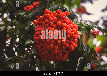 autumn berries on a background. Large orange berries on the tree closeup on a background of autumn green leaves. Stock Photo