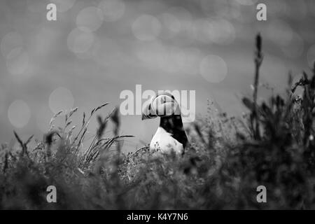 Atlantic puffin (Fratercula arctica) near Dyrholaey in Iceland looking aside, contrasty black and white. Stock Photo