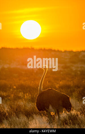 Ostrich (Struthio camelus) in front of setting sun, Kgalagadi Transfrontier National Park, North Cape, South Africa