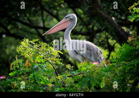 Spot-Billed Pelican (Pelecanus philippensis), adult on tree, Singapore Stock Photo