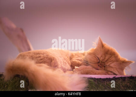 Peaceful orange red tabby cat male kitten curled up sleeping. Stock Photo