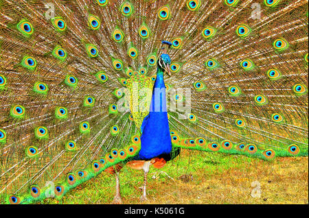 Peacock display on  Brownsea Island, Pool, Dorset, uk. Stock Photo