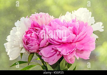 Bouquet of pink and white peony flowers with buds, bokeh blur background, genus Paeonia, family Paeoniaceae. Stock Photo