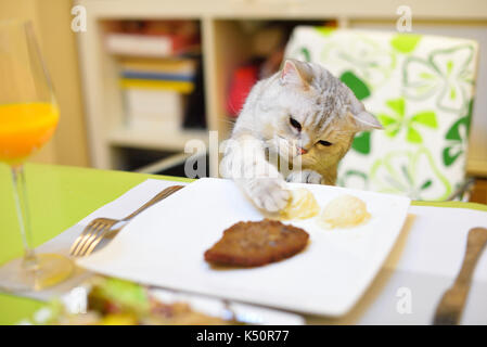 A Scottish Fold eating the food on the table. Stock Photo