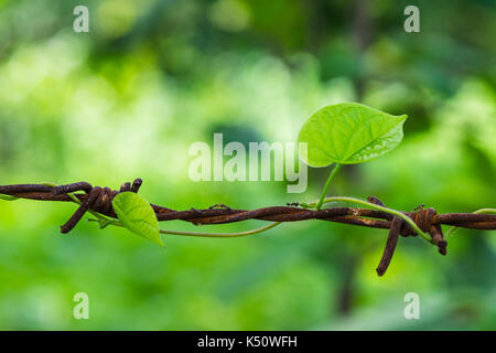 Life at fencing wire for full proection Stock Photo