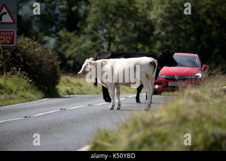 Minchinhampton Common in the southern Cotswolds Gloucestershire England UK. August 2017. Cattle crossing a road Stock Photo