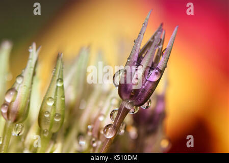 allium flower bud with raindrops on, red and yellow tulip in background, close up macro photograph and reflections in the water drops Stock Photo