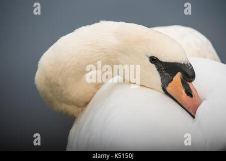 Mute Swan Resting Stock Photo