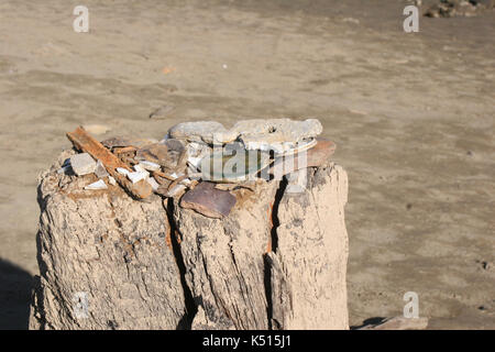 ARTIFACTS RESTING ON STUMP FOUND ON THE DRY BOTTOM OF FOLSOM LAKE DURING DROUGHT, SACRAMENTO COUNTY CALIFORNIA Stock Photo