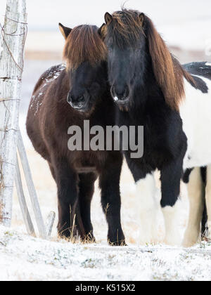 A Pair Of Icelandic Horses Looking Over A Fence In The Snow In Iceland Stock Photo