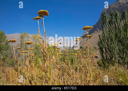 Wildflowers in the Pamir Botanical Gardens, second highest botanical garden in the world at Khorugh, Gorno-Badakhshan, Tajikistan Stock Photo