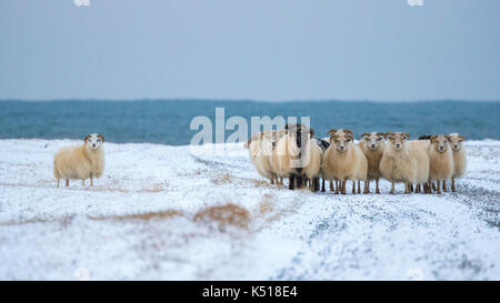 Icelandic Sheep Away From The Main Flock Stock Photo