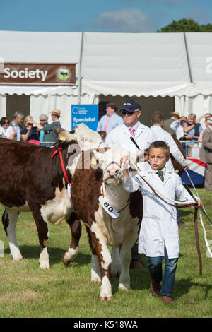 The hereford cattle society. Bos taurus. Young boy showing a Hereford cow at Moreton in Marsh country show, Cotswolds, Gloucestershire. UK Stock Photo