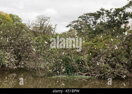 Egret colony roosting on the lake in the Botanical and Zoological Garden of Tsimbazaza, Antananarivo, Madagascar Stock Photo