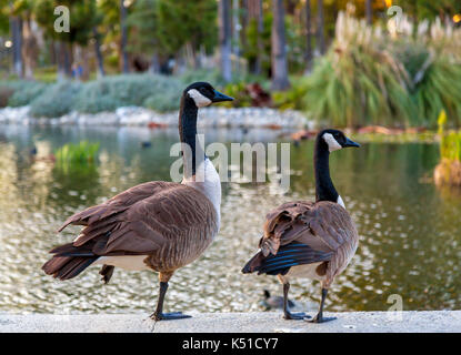 Canadian geese Stock Photo