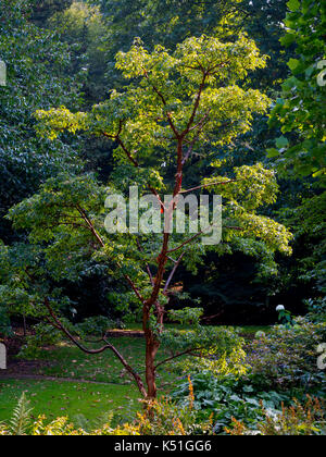 The garden at Melbourne Hall a stately home in south Derbyshire England UK Stock Photo