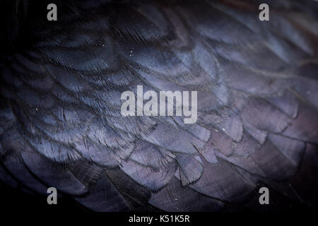 Corvus corax. Common Raven in front of white background, isolated. Studio Shot. tame bird Stock Photo