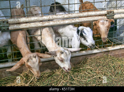 Kids, young goats feeding on alfalfa, mixed breeds, dairy goat farm. Stock Photo