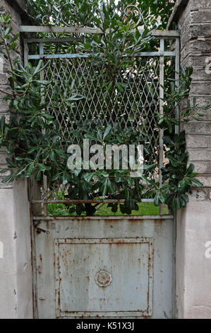 Overgrown plant branches growing through closed old rusty door of abandoned house. Stock Photo