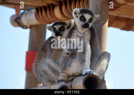 Two ring-tailed lemurs endangered wild animal from Madagascar. Stock Photo