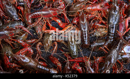 Fresh live crawfish for sale in New Orleans, extreme closeup Stock Photo