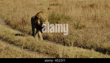 Lioness sleeping Stock Photo