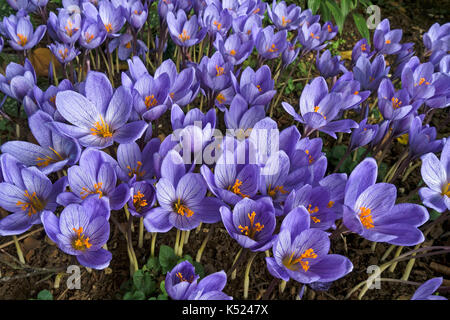 Lilac blue Autumn flowering Crocus Speciosus Oxonian flowers Stock Photo