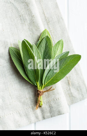 Salvia officinalis. Sage branch . Sage herb. Stock Photo