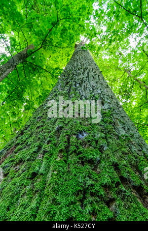 One of the largest oaks in the strict reserve of Bialowieza National Park. July, 2017. Stock Photo