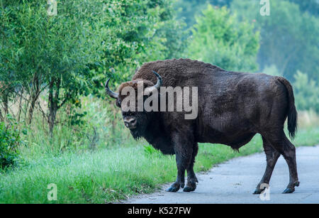 A male European Bison (Bison bonasus) crossing a road on an early morning in Bialowieza National Park. July, 2017. Stock Photo