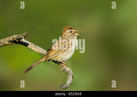 Rufous-winged Sparrow  Peucaea carpalis Tucson, Pima County, Arizona, United States 4 September 2017      Adult         Emberizidae Stock Photo