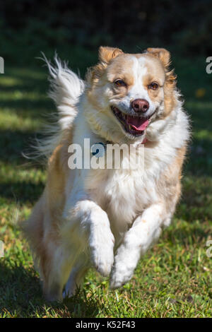 Vertical photo of a blonde border collie mix dog running and jumping towards the camera Stock Photo