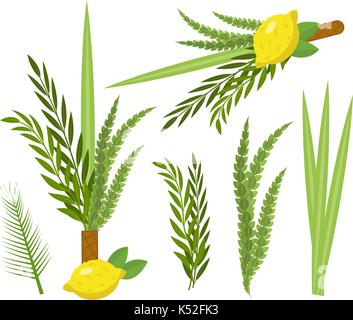 Happy Sukkot set. Collection of objects, design elements for Jewish Feast of Tabernacles with etrog, lulav, Arava, Hadas. Isolated on white background. Vector illustration. Stock Vector