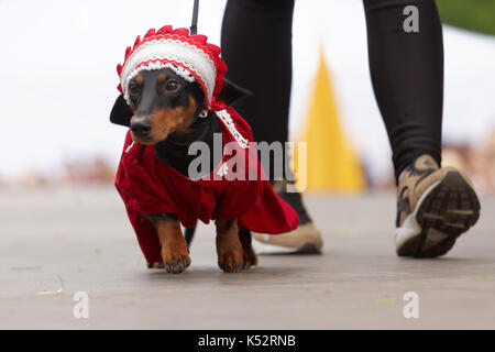 St. Petersburg, Russia - May 28, 2016: Dog in costume during Dachshund parade. The traditional festival is timed to the City day Stock Photo