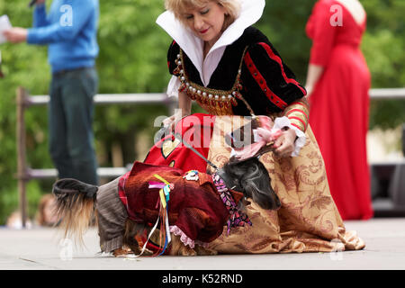 St. Petersburg, Russia - May 28, 2016: Dog in costume of Hattter from Alice in Wonderland during Dachshund parade. Stock Photo