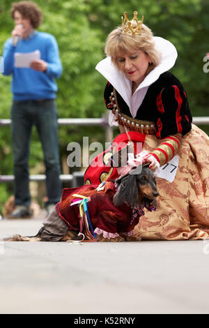 St. Petersburg, Russia - May 28, 2016: Dog in costume of Hattter from Alice in Wonderland during Dachshund parade. The traditional festival is timed t Stock Photo