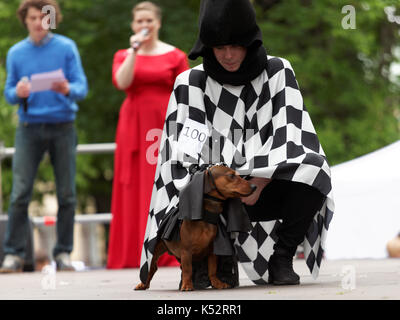 St. Petersburg, Russia - May 28, 2016: Dog in costume  during Dachshund parade. The traditional festival is timed to the City day Stock Photo