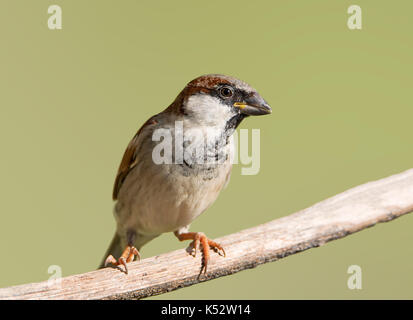 A house Sparrow perched on a branch in Southern Africa Stock Photo