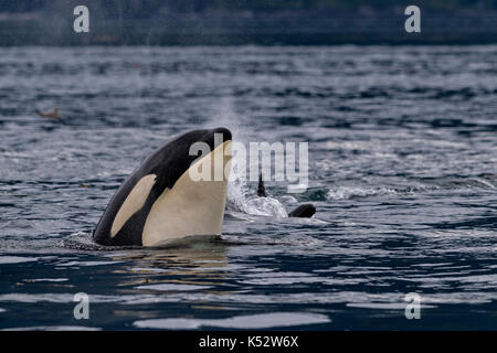 Northern resident killer whales spyhopping  in front of  Vancouver Island, British Columbi, Canada,