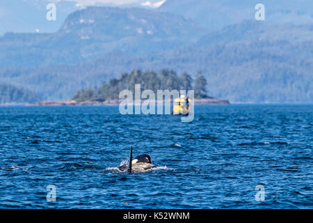Two killer whales surfacing in front of a small ecotourism boat in Queen Charlotte Strait off Vancouver Island, British Columbia, Canada Stock Photo