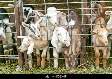 Young goats 'kids' are curious behind fenced pen, Goat dairy farm, 'Capra aegagrus circus'. Stock Photo