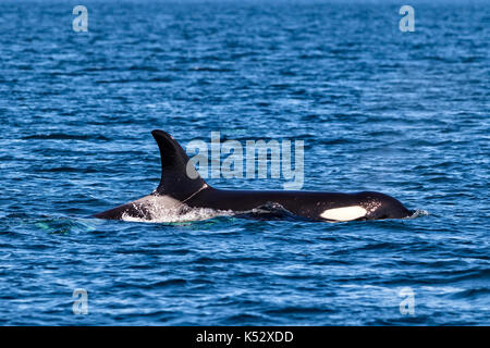 Northern resident killer whale pod travelling in Queen Charlotte Strait off Northern Vancouver Island, British Columbia, Canada. Stock Photo