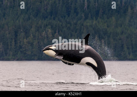 Female killer whale breaching in Johnstone Strait off Vancouver Island, British Columbia, Canada. Stock Photo