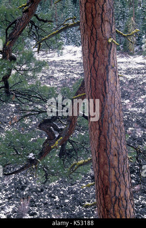 Ponderosa pine along Lava Cast Forest Trail, Newberry National Volcanic Monument, Oregon Stock Photo