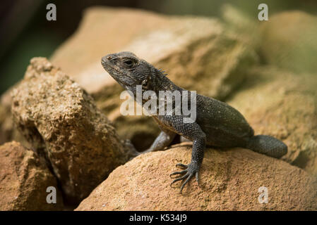 Cuvier's Madagascar swift (Oplurus cuvieri), Croc Farm, Antananarivo, Madagascar Stock Photo